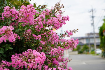 Obraz premium 初夏に咲く花