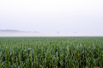 green corn field at sunrise in the fog