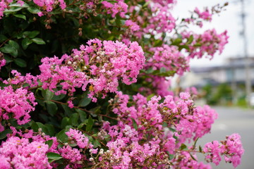 初夏に咲く花