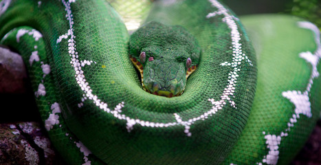green snake