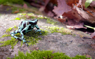 frog on leaf