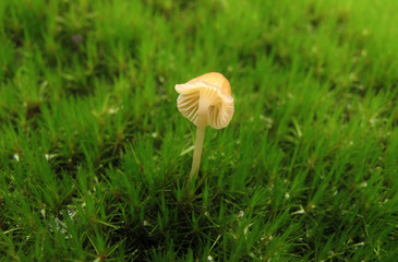 Low Angle View Of  Small Mushrooms