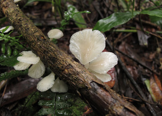 Low Angle View Of  Small Mushrooms