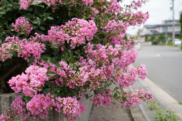 初夏に咲く花