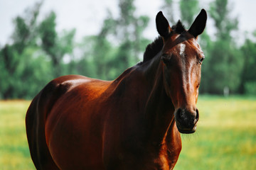 A brown horse looking at the camera with head raised