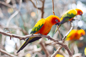 bird on a branch