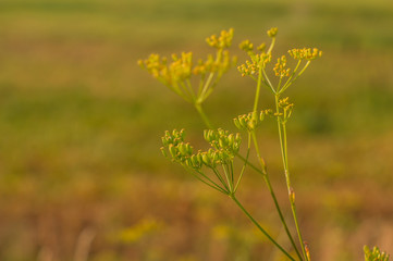 Field plants on the background of a summer field in August. Summer plant background.