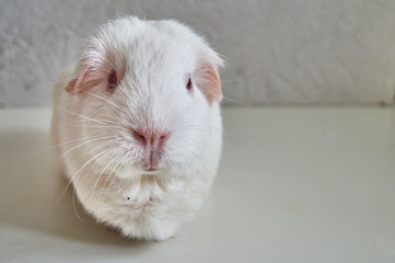 Portrait Of Funny White Cavy With Red Eyes