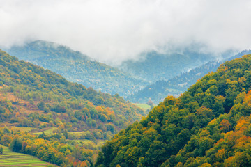 beautiful countryside on a rainy day in mountains. forested hills in fall foliage. overcast sky above the ridge. haze and mist in the valley. rural area of carpathians, uzhok, ukraine