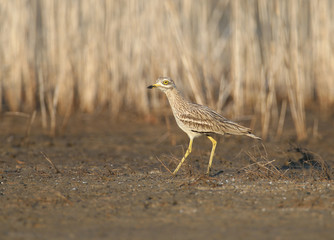 Various photos of Eurasian stone curlew. Rare and exotic bird with huge yellow eyes photographed in natural habitat
