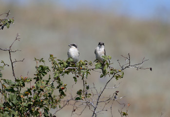 The adult and chick The lesser gray shrike (Lanius minor) are sitting together on a branch of a dogrose