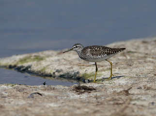 The ruff (Calidris pugnax) in the autumn feather walks along the bank of the estuary in the mouth of the food