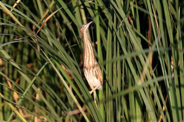 Obraz premium Common little bittern (Ixobrychus minutus) chicks sit on reed stalks in the soft morning light.