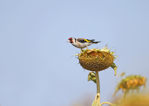 Goldfinch sits on a sunflower head and eats unripe grains. Close-up photo on blue sky background