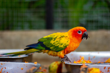 colorful parrot on a branch