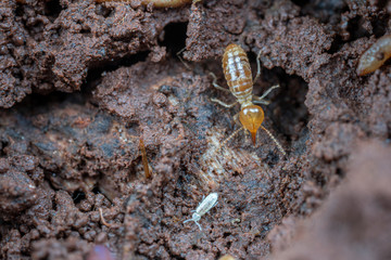 Soldier caste Nasutitermes, a species of tree termite found in the tropics