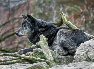 Timber wolf on the ground. Latin name - Canis lupus occidentalis	