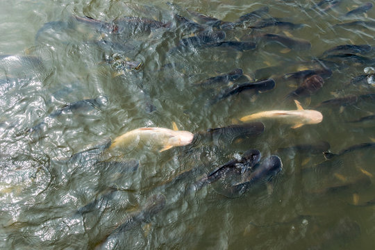 Pangasius hypophthalmus or Pangasiidae in the river