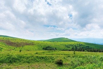 Fototapeta premium beautiful summer scenery on a cloudy day. trees near the distant summit. green grassy rolling hills of runa mountain, transcarpathia, ua
