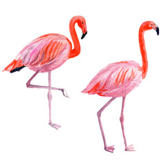 Flamingo, watercolor illustration. Isolated image on white background. Tropical set. For invitations, cards, packaging, weddings, papers, fabrics and other.