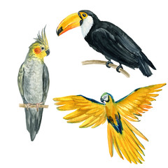 Flamingo, watercolor illustration. Isolated image on white background. Tropical set. For invitations, cards, packaging, weddings, papers, fabrics and other.