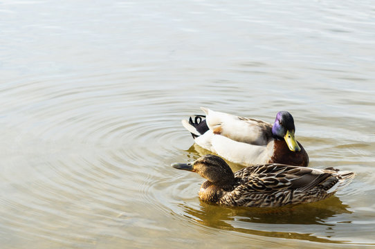 Ducky couple
