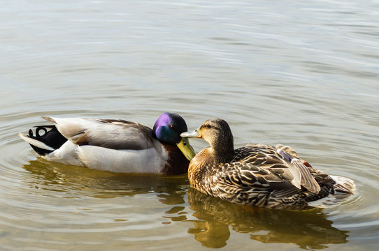 Ducks in love