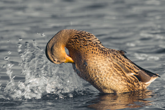 duck splashing