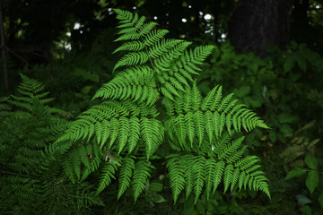 fern  bracken