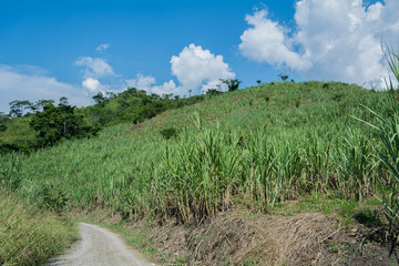 Fototapeta premium sugarcane crops with stone paths
