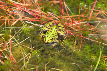 Grenouille verte dans une marre 