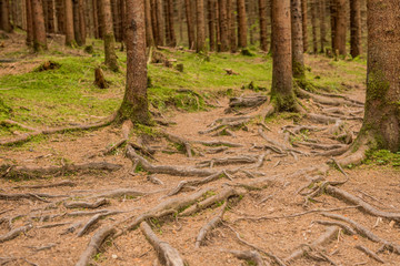 forest with root system showing on surface