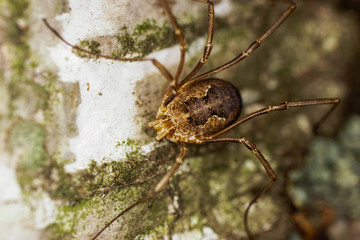 Daddy-long-legs crawling on the bark of a tree. Macro shooting. Birch tree. 