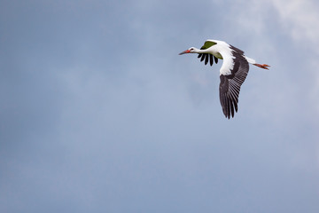 Ausgewilderte Jungstörche vor ihrer ersten großen Reise
