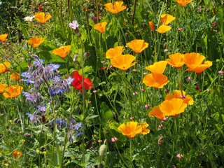 a close up of vivid yellow california poppies a red poppy and other wildflowers flowering in a meadow in bright summer sunlight