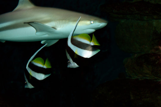 Bullenhai oder Gemeine Grundhai (Carcharhinus leucas)  mit Wimpelfische 