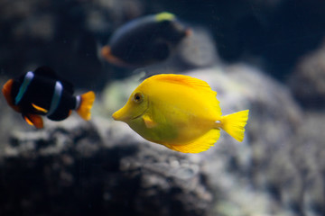 Gelbe Segelflossendoktor (Zebrasoma flavescens), Gelber Segeldoktorfisch