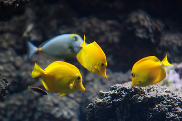 Gelbe Segelflossendoktor (Zebrasoma flavescens), Gelber Segeldoktorfisch