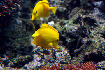 Gelbe Segelflossendoktor (Zebrasoma flavescens), Gelber Segeldoktorfisch