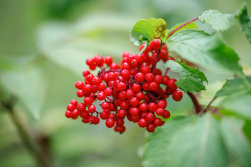 Red elderberry on a green background close-up. Sambucus racemosa berries in summer in the forest. Medicinal plant. Bunch of beautiful red inedible berries. Poisonous berries.