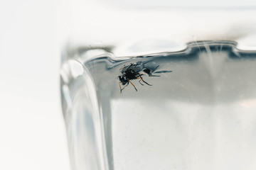 Bee in the drink, swims and prevents lemonade to eat,