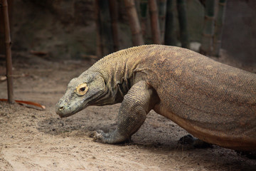 Komodowaran oder Komododrache (Varanus komodoensis) 