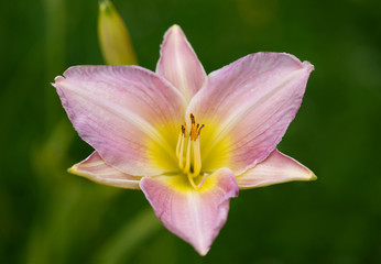 Pink daylily on a green background close up. Hemerocallis Catherine Woodbury with textured leaves. Pink daylily top view, macro. Garden perennial plants.