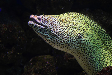 Netzmuräne (Gymnothorax favagineus) Rotes Meer, tropischer Indopazifik