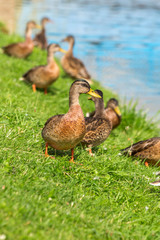 Ducks stand on the green grass on the shore of the lake on a Sunny summer day. Mallard Anas platyrhynchos in the wild.