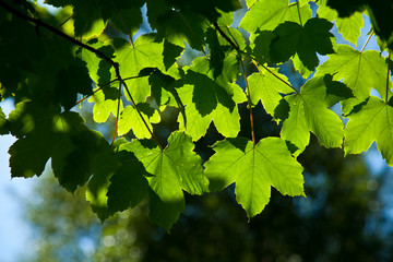 Hojas de arce en primavera.