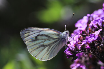 Rapsweißling (Pieris napi) Schmetterling (Tagfalter)