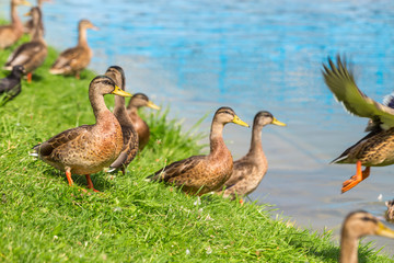 Ducks stand on the green grass on the shore of the lake on a Sunny summer day. Mallard Anas platyrhynchos in the wild.