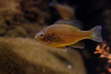 Sonnenbarsch (Centrarchidae) Südkanada, USA, North Dakota, Florida