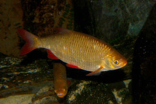  Rotfeder (Scardinius erythrophthalmus) Unechtes Rotauge, R&ouml;tel